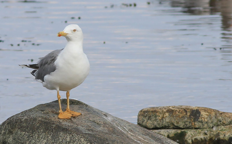 Medelhavatrut Yellow-legged Gull  (Larus michahellis)