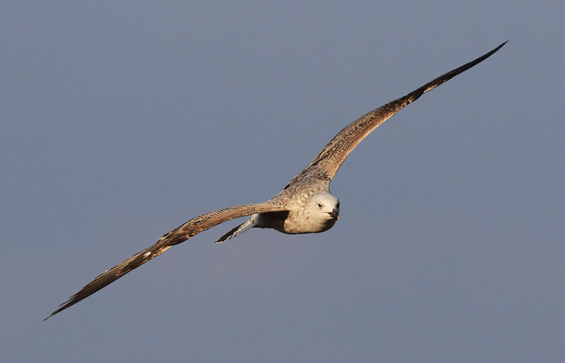Kaspisk trut - Caspian Gull (Larus cachinnans)