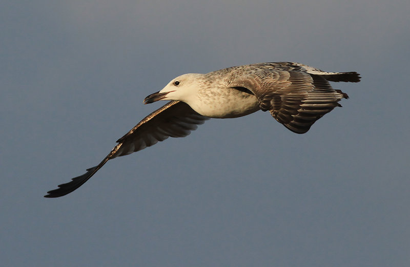 Kaspisk trut - Caspian Gull (Larus cachinnans)