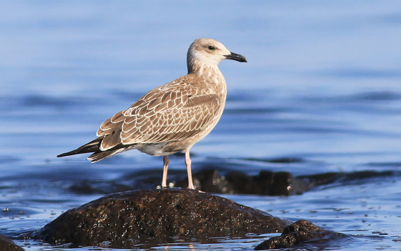 Kaspisk trut - Caspian Gull (Larus cachinnans)