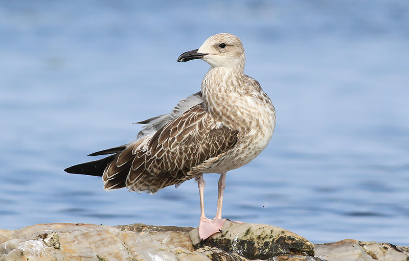 Kaspisk trut - Caspian Gull (Larus cachinnans)