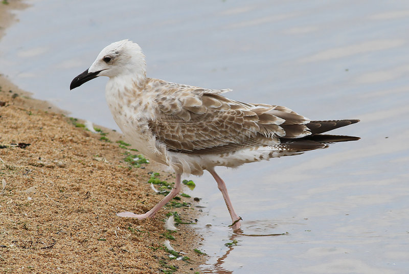 Kaspisk trut - Caspian Gull (Larus cachinnans)