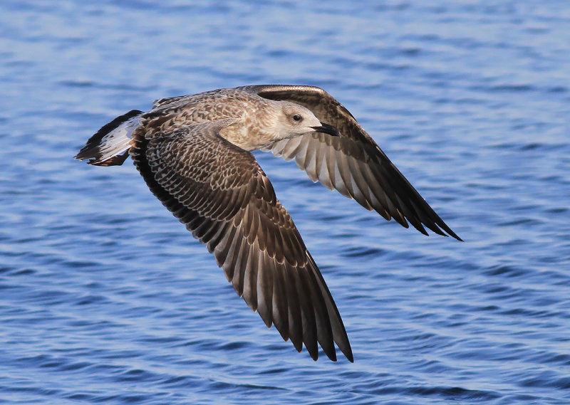 Medelhavstrut-Yellow-legged Gull (Larus michahellis)