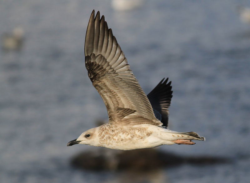 Medelhavstrut-Yellow-legged Gull (Larus michahellis)