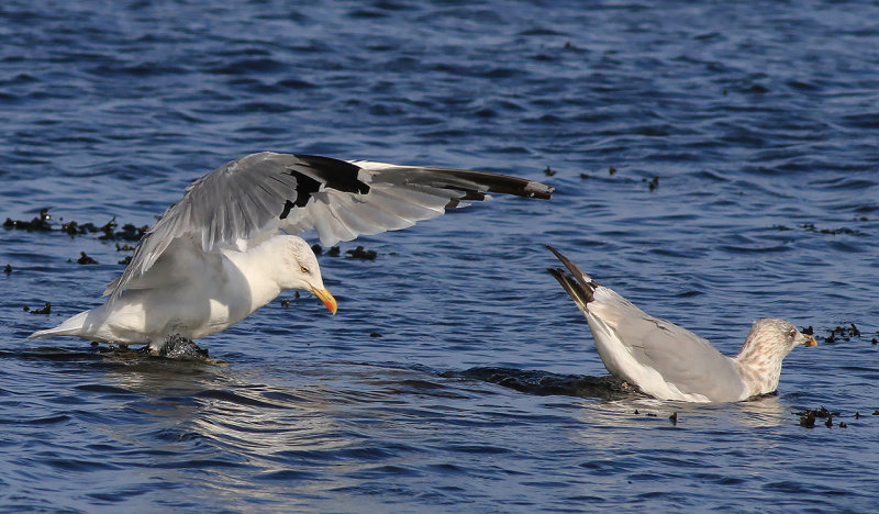 Medelhavstrut-Yellow-legged Gull (Larus michahellis)