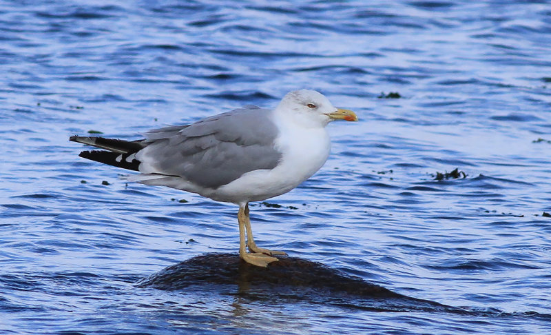 Medelhavstrut-Yellow-legged Gull (Larus michahellis)