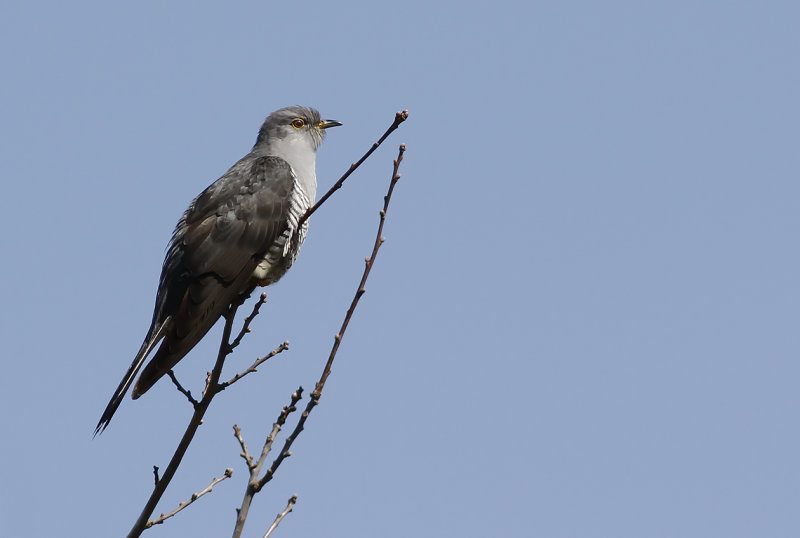 Gk - Cuckoo (Cuculus canorus)