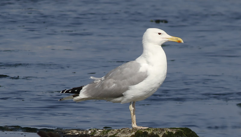 Kaspisk trut - Caspian Gull (Larus cachinnans)