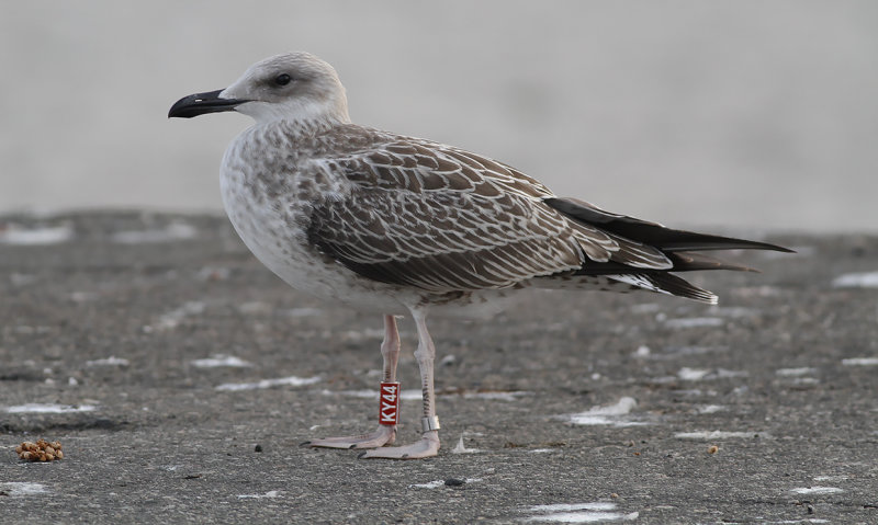 Kaspisk trut - Caspian Gull (Larus cachinnans)