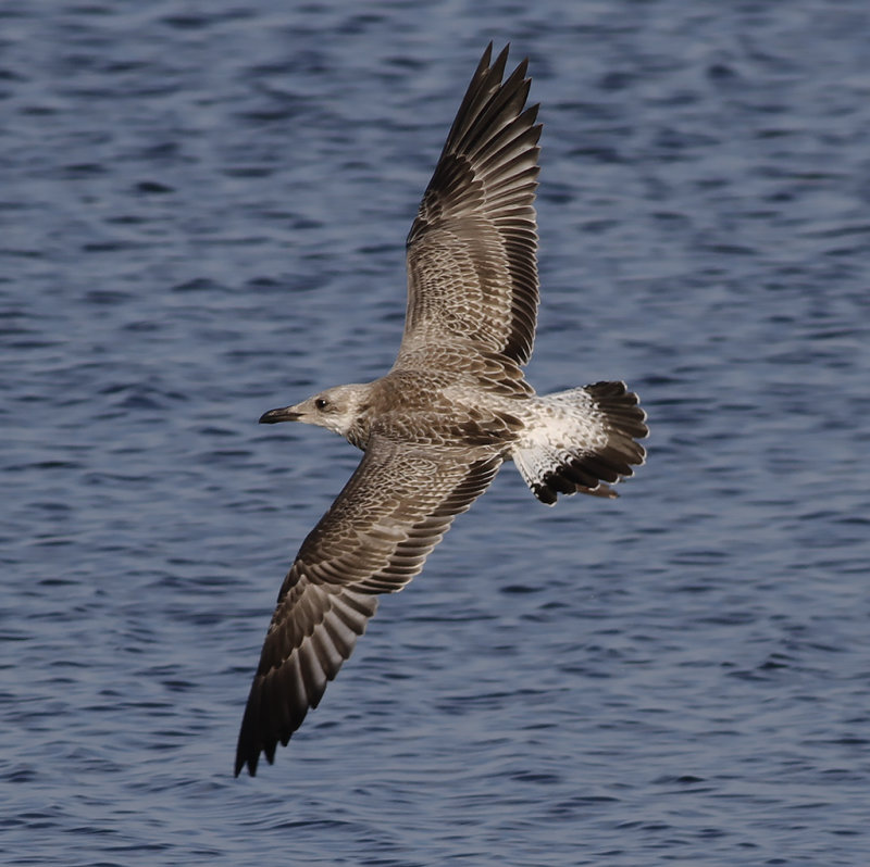 Kaspisk trut - Caspian Gull (Larus cachinnans)