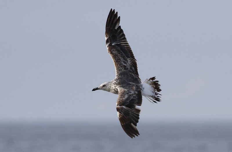 Silltrut - Lesser Black-backed Gull (Larus fuscus)