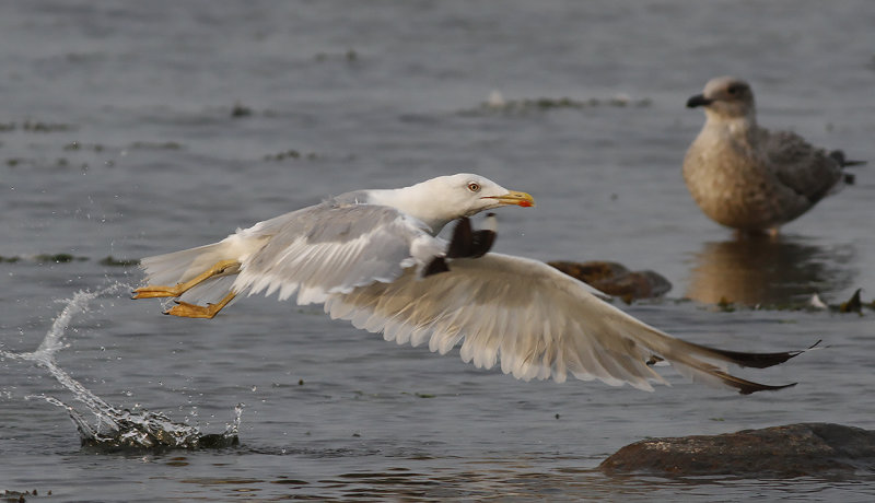 Medelhavstrut-Yellow-legged Gull (Larus michahellis)