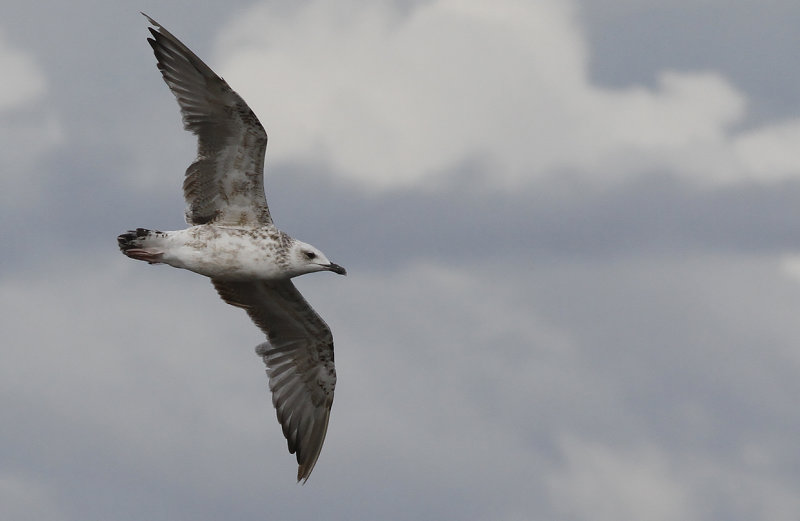 Medelhavstrut Yellow-legged Gull  (Larus michahellis)