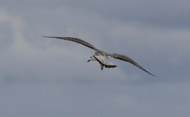 Medelhavstrut Yellow-legged Gull  (Larus michahellis)