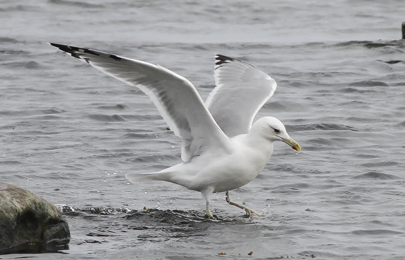 Kaspisk trut - Caspian Gull (Larus cachinnans)