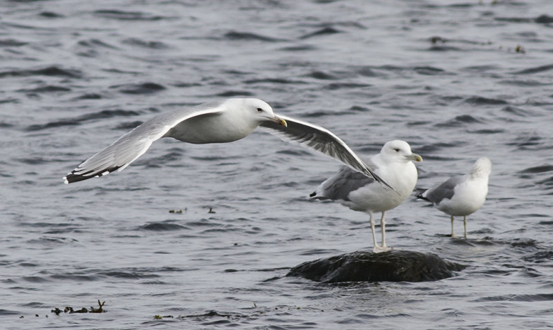 Kaspisk trut - Caspian Gull (Larus cachinnans)