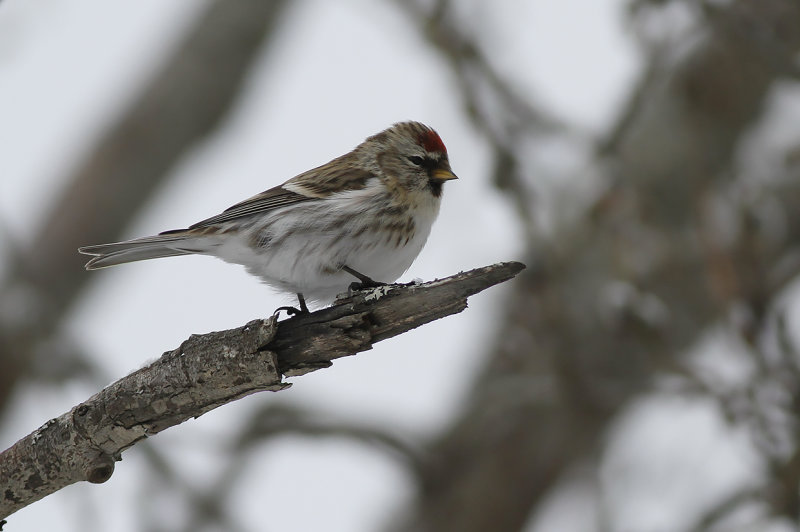 Gråsiska - Redpoll (Acanthis flammea)
