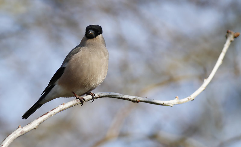 Domherre - Bullfinch (Pyrrhula pyrrhula)