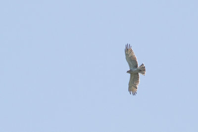 Ormrn - Short-toed Eagle (Circaetus gallicus)