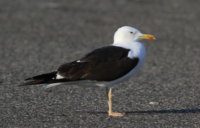 Silltrut - Lesser Black-backed Gull (Larus fuscus)