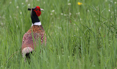 Pheasants - Grebes