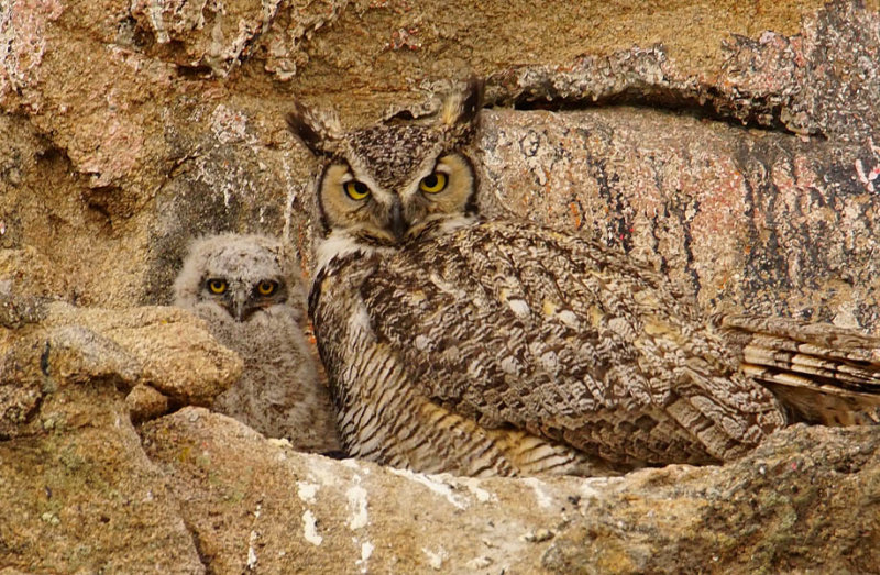Eyes Like Mama