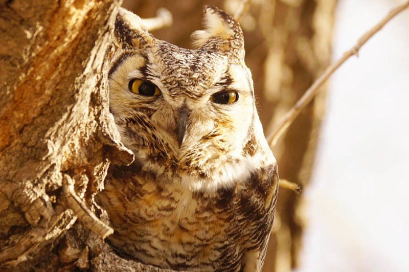 Great Horned Owl Aware