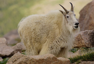 ICR2018_MTEVSC05927C_SUMRGOATPORTRAT1PB.jpg