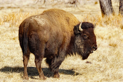 ICR2019_ARSESC01672_BISONBEAUTY1PB.jpg