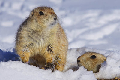 BLACK TAILED PRAIRIE DOGS