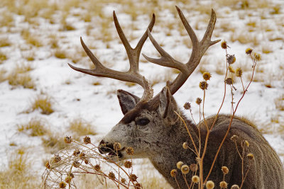 ICR2019_ARSESC00350_HUNGRYBUCK1PB.jpg