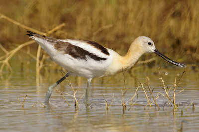 ICR2018_ARSESC01443_AMERAVOCETDIPR1PB.jpg