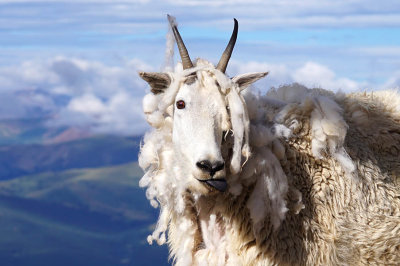ICR2015_MTEVSC00049_MTNGOATANTICS1PB.jpg