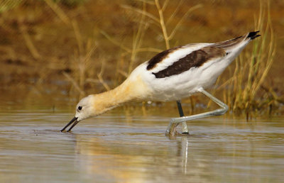 ICR2018_ARSESC01572C_AVOCETACTION1PB.jpg