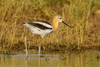 ICR2018_ARSESC02018_AVOCETAFTRNOONS1PB.jpg