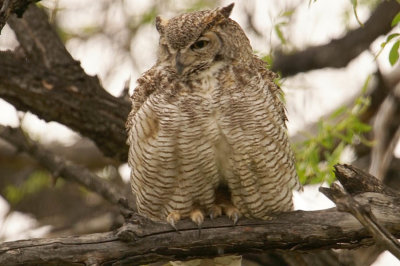 ICR2019_OWLSC05919_OWLFLUFFS1PB.jpg
