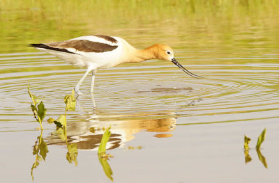 ICR2019_ARSESC07767C_AVOCETRIPLS1PB.jpg