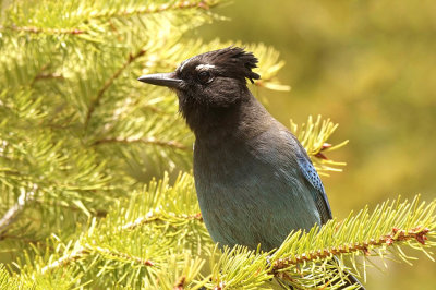 JAYS in Colorado