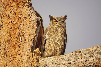 ICR2019_RMNPSC07298_PROTECTVMAMAOWL1PB.jpg