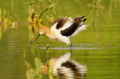 ICR2019_ARSESC07679_AVOCETSHAKE1PB.jpg