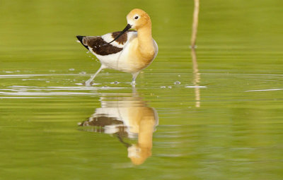 AVOCETS in Colorado
