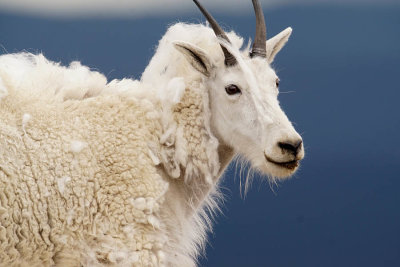 ICR2019_MTEVSC03920_SUMRGOATFACE1PB.jpg