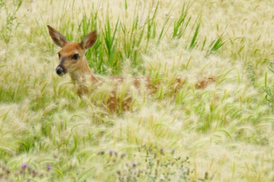 WILD DEER in COLORADO