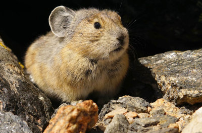 ICR2019_RMNPSC08904C_PEEKNOUTPIKA1PB.jpg