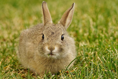 PRAIRIE DOGS and RABBITS