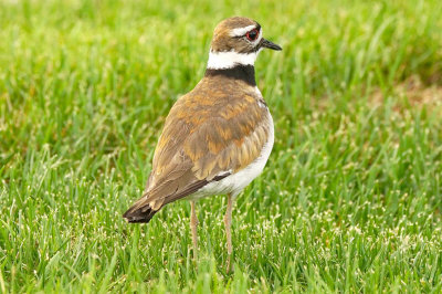 ICR2019_DENVSC00959_BEAUTIFKILDEER1PB.jpg