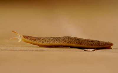 ICR2018_MAUIDSC07867C_ALOHASLUG1PB.jpg