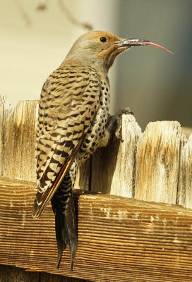 Northern Flicker