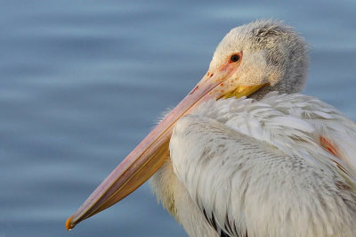 Pelican Juvenile