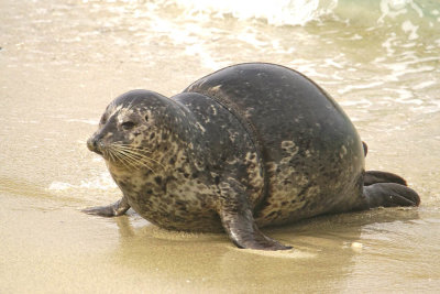 Roped Harbor Seal